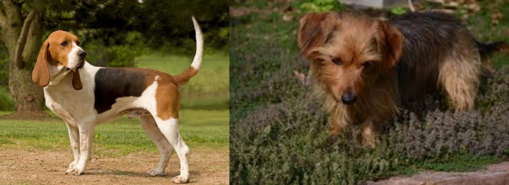 Dorkie vs Artois Hound - Breed Comparison
