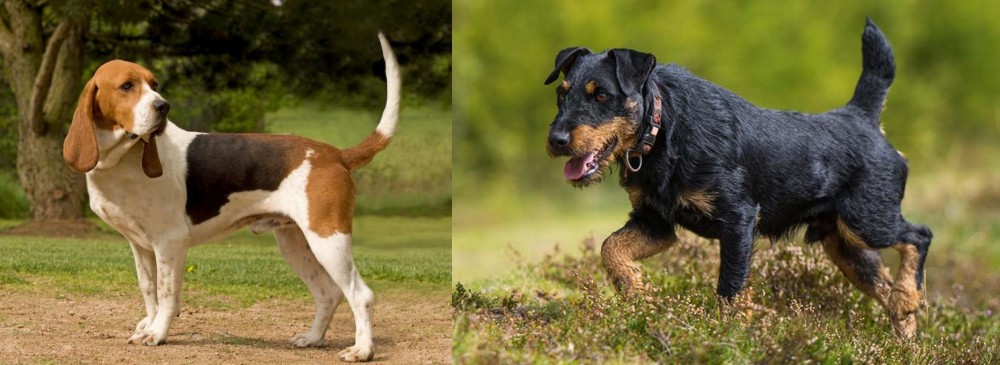 Jagdterrier vs Artois Hound - Breed Comparison