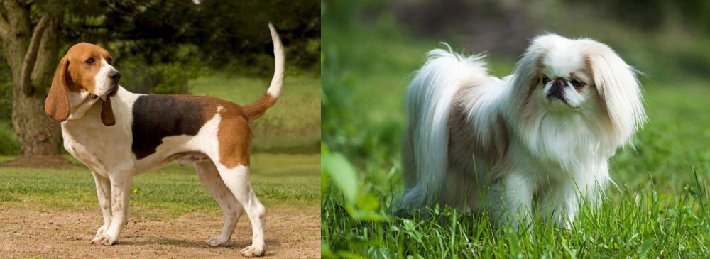 Japanese Chin vs Artois Hound - Breed Comparison