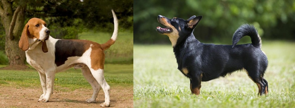 Lancashire Heeler vs Artois Hound - Breed Comparison