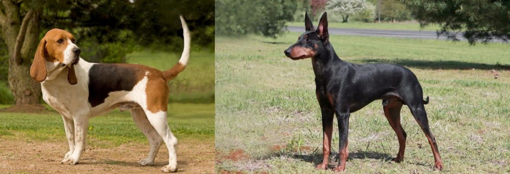 Manchester Terrier vs Artois Hound - Breed Comparison