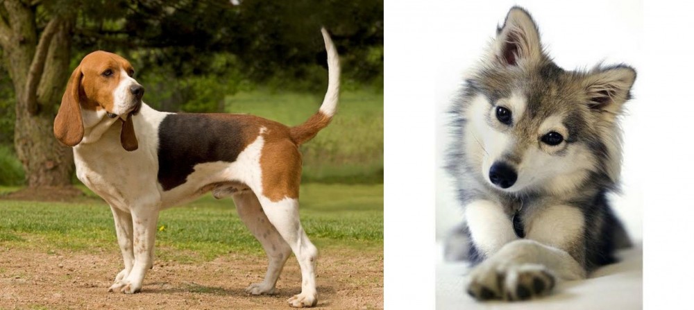 Miniature Siberian Husky vs Artois Hound - Breed Comparison