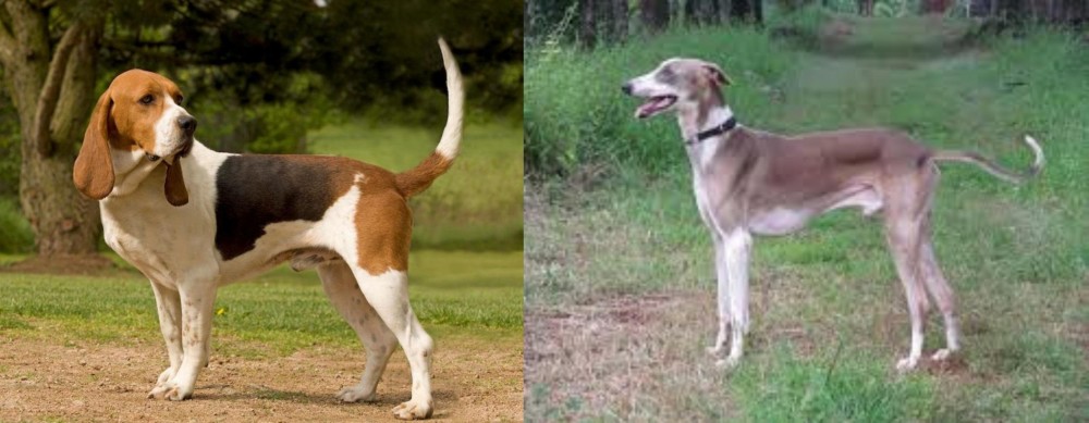 Mudhol Hound vs Artois Hound - Breed Comparison