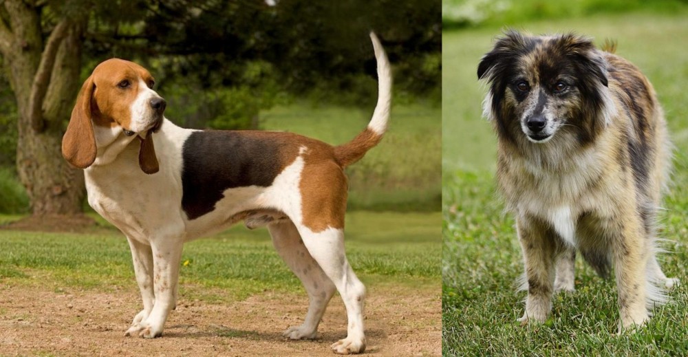 Pyrenean Shepherd vs Artois Hound - Breed Comparison