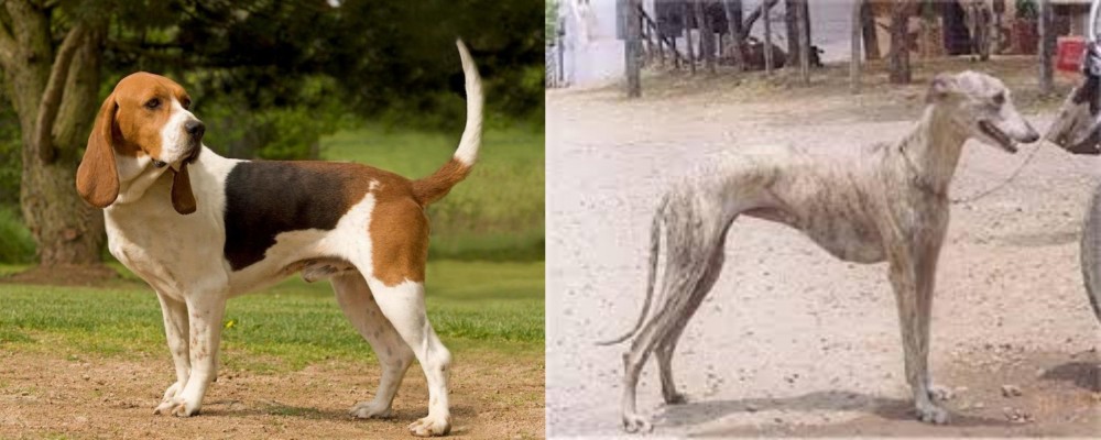 Rampur Greyhound vs Artois Hound - Breed Comparison