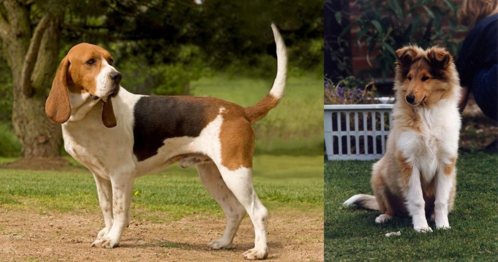 Rough Collie vs Artois Hound - Breed Comparison