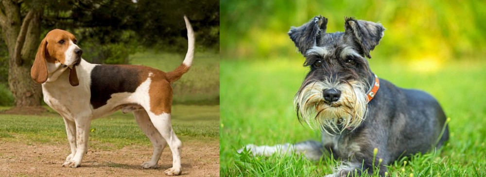 Schnauzer vs Artois Hound - Breed Comparison