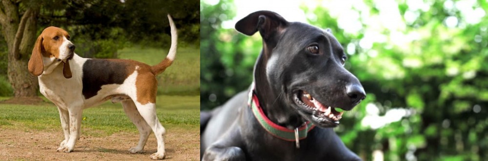 Shepard Labrador vs Artois Hound - Breed Comparison