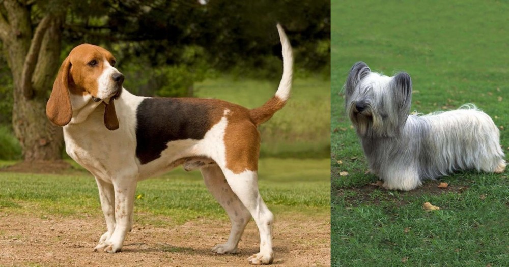 Skye Terrier vs Artois Hound - Breed Comparison