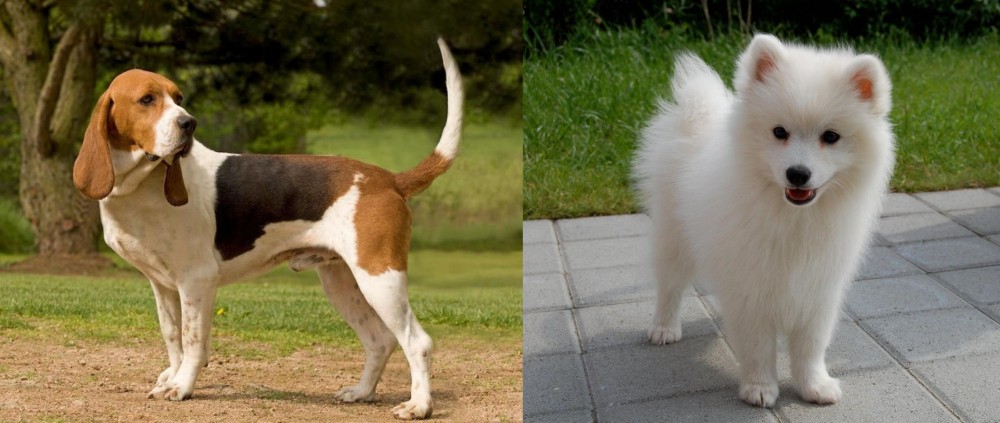 Spitz vs Artois Hound - Breed Comparison