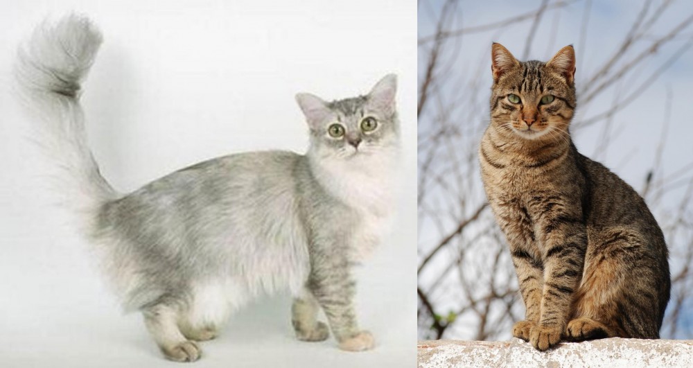 Tabby vs Asian Semi-Longhair - Breed Comparison