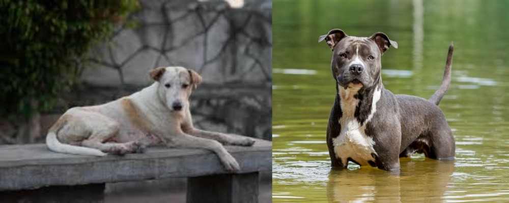 American Staffordshire Terrier vs Askal - Breed Comparison