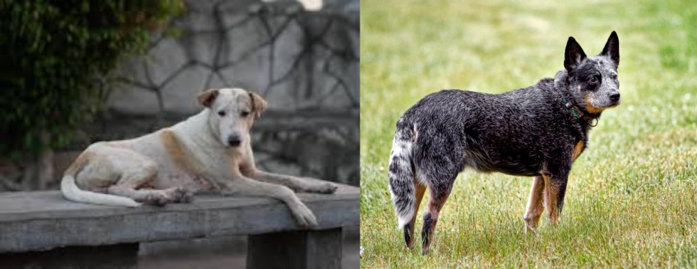 Austrailian Blue Heeler vs Askal - Breed Comparison