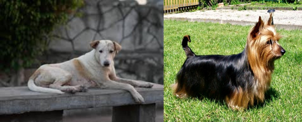 Australian Silky Terrier vs Askal - Breed Comparison