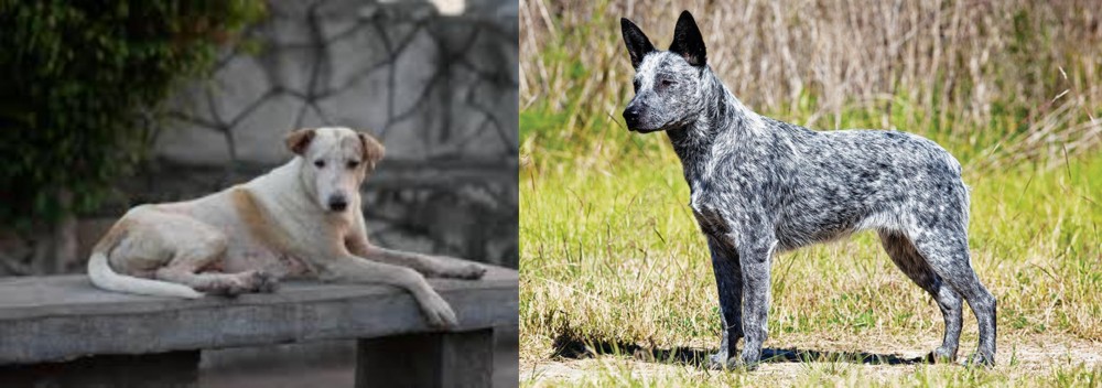 Australian Stumpy Tail Cattle Dog vs Askal - Breed Comparison