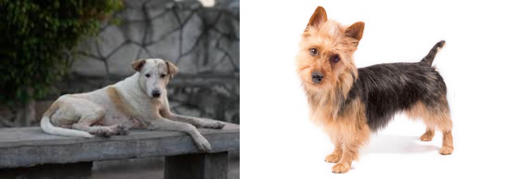 Australian Terrier vs Askal - Breed Comparison