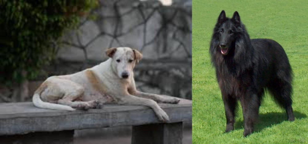 Belgian Shepherd Dog (Groenendael) vs Askal - Breed Comparison