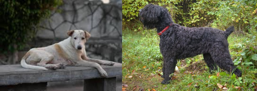 Black Russian Terrier vs Askal - Breed Comparison