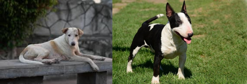 Bull Terrier Miniature vs Askal - Breed Comparison