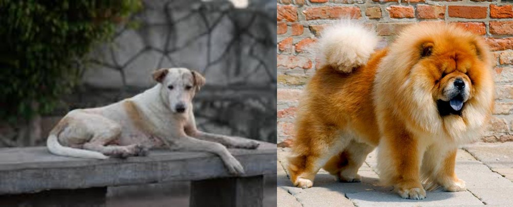 Chow Chow vs Askal - Breed Comparison