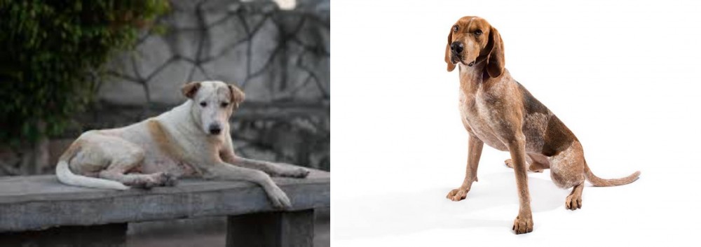 Coonhound vs Askal - Breed Comparison