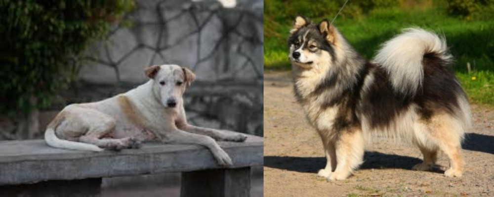 Finnish Lapphund vs Askal - Breed Comparison