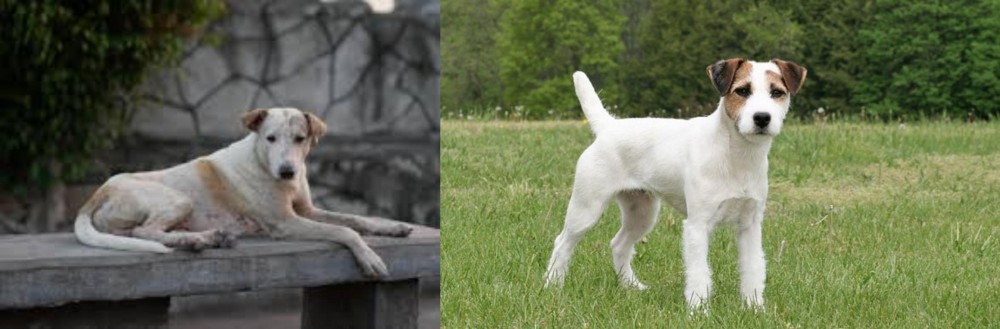 Jack Russell Terrier vs Askal - Breed Comparison