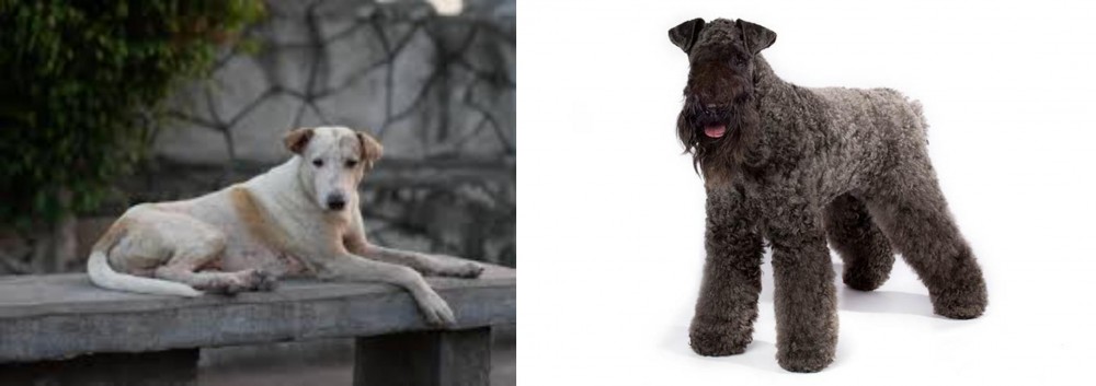 Kerry Blue Terrier vs Askal - Breed Comparison