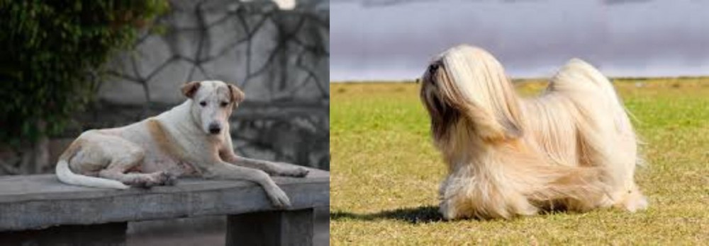 Lhasa Apso vs Askal - Breed Comparison