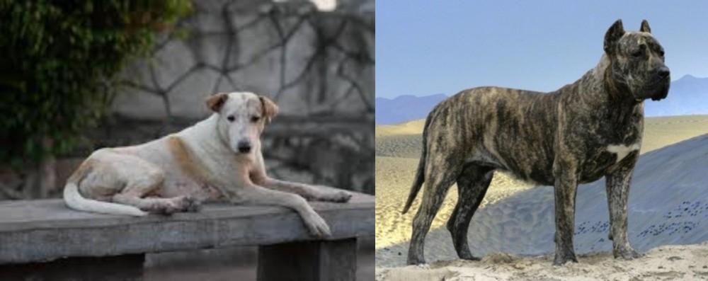 Presa Canario vs Askal - Breed Comparison