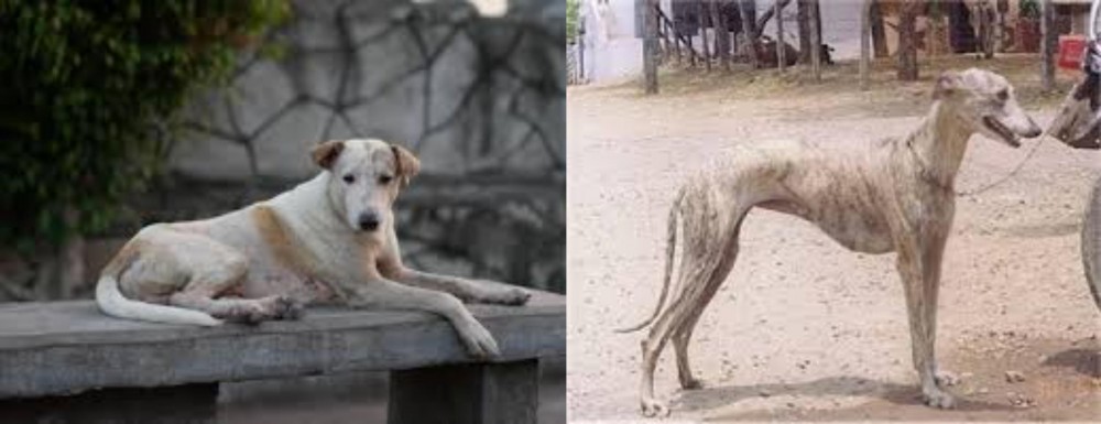 Rampur Greyhound vs Askal - Breed Comparison