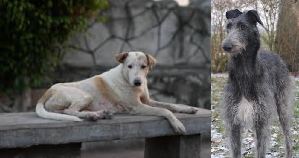 Scottish Deerhound vs Askal - Breed Comparison