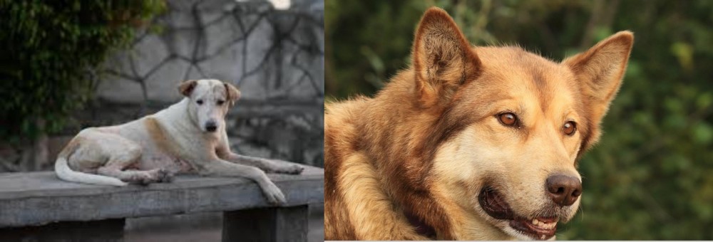 Seppala Siberian Sleddog vs Askal - Breed Comparison