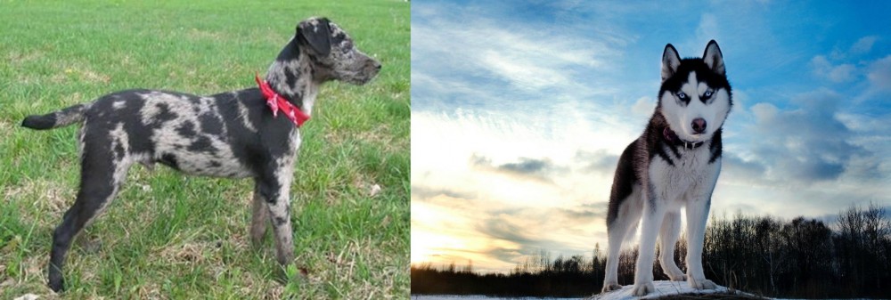 Alaskan Husky vs Atlas Terrier - Breed Comparison