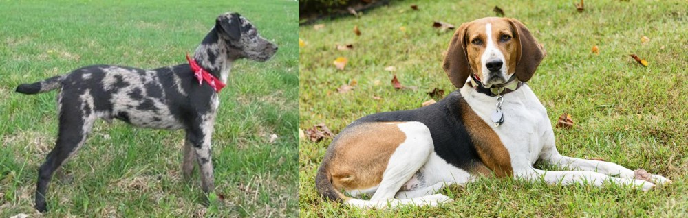 American English Coonhound vs Atlas Terrier - Breed Comparison
