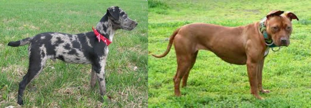 American Pit Bull Terrier vs Atlas Terrier - Breed Comparison