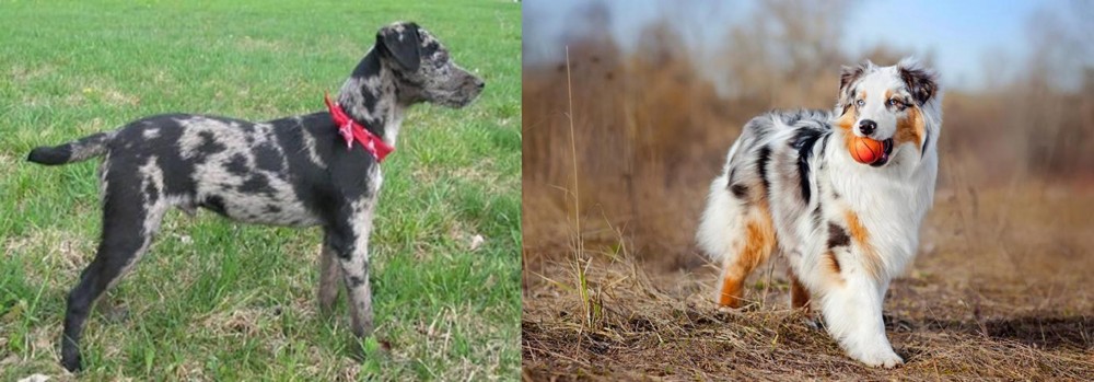 Australian Shepherd vs Atlas Terrier - Breed Comparison