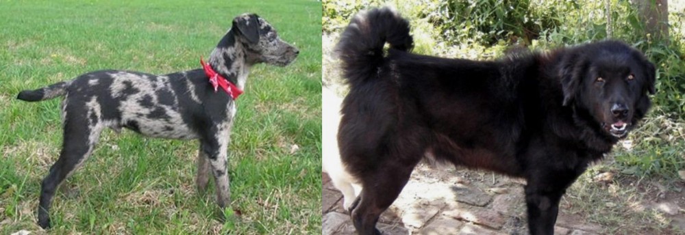 Bakharwal Dog vs Atlas Terrier - Breed Comparison
