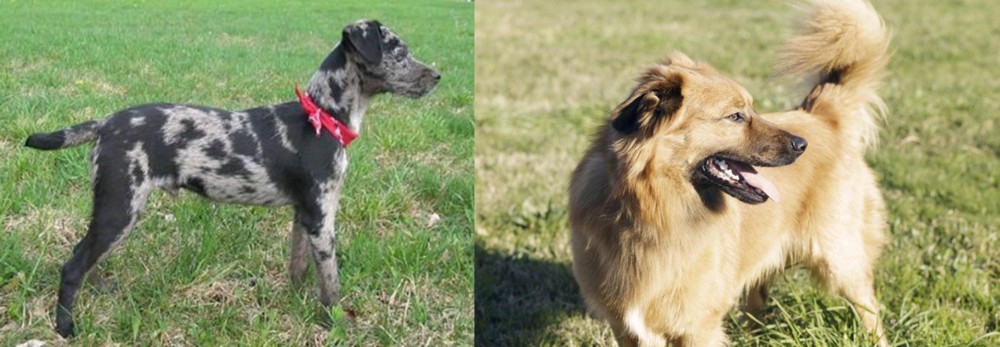 Basque Shepherd vs Atlas Terrier - Breed Comparison