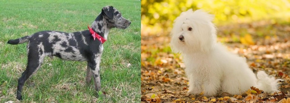 Bichon Bolognese vs Atlas Terrier - Breed Comparison