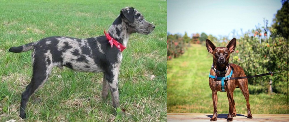 Bospin vs Atlas Terrier - Breed Comparison