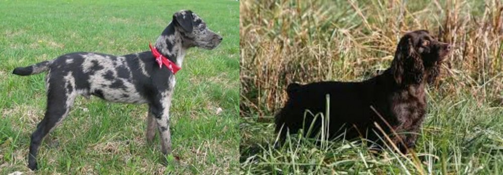 Boykin Spaniel vs Atlas Terrier - Breed Comparison