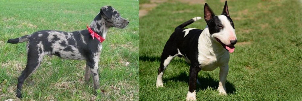 Bull Terrier Miniature vs Atlas Terrier - Breed Comparison