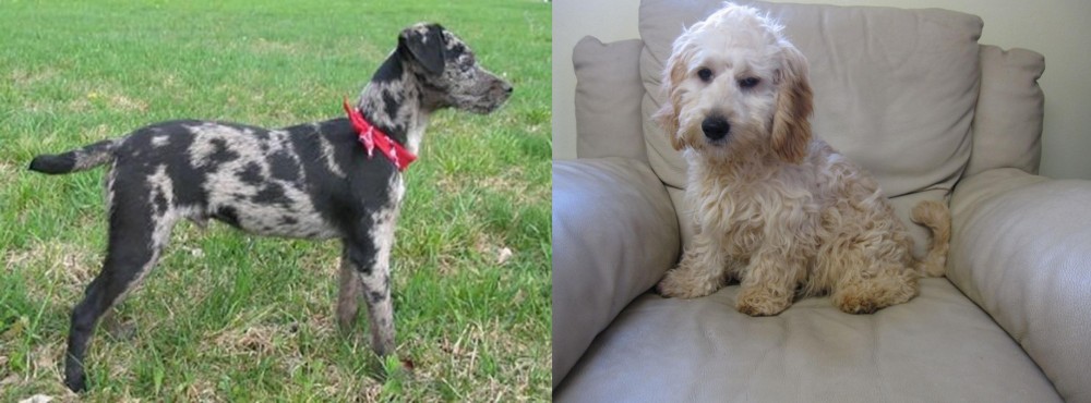 Cockachon vs Atlas Terrier - Breed Comparison