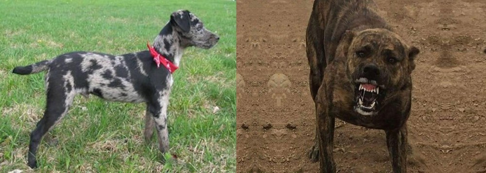 Dogo Sardesco vs Atlas Terrier - Breed Comparison