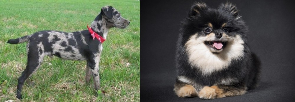 German Spitz (Klein) vs Atlas Terrier - Breed Comparison