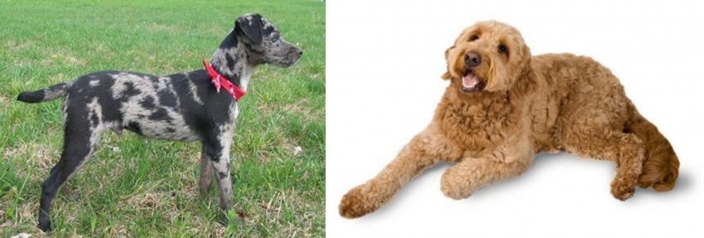 Golden Doodle vs Atlas Terrier - Breed Comparison