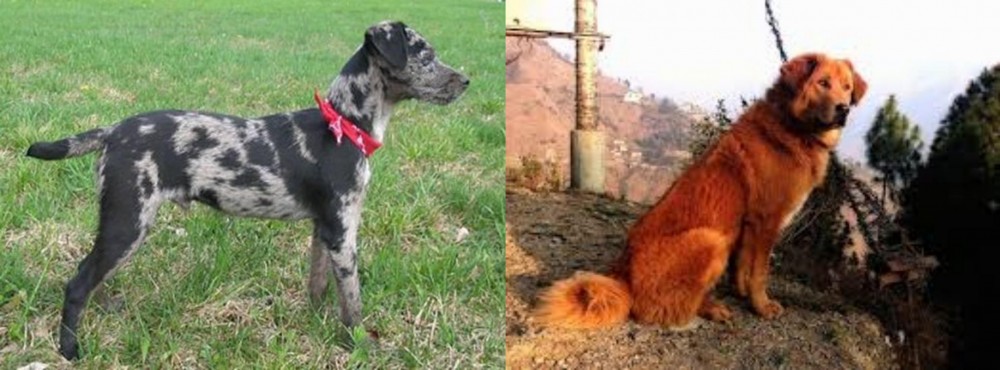 Himalayan Sheepdog vs Atlas Terrier - Breed Comparison