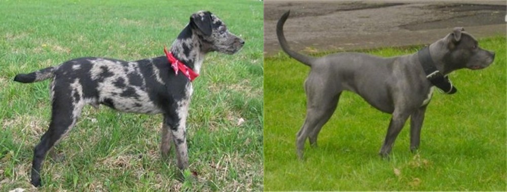 Irish Bull Terrier vs Atlas Terrier - Breed Comparison