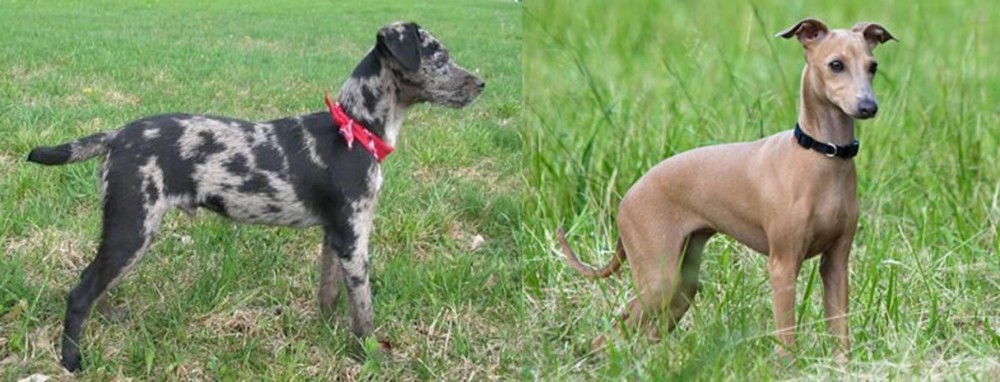Italian Greyhound vs Atlas Terrier - Breed Comparison